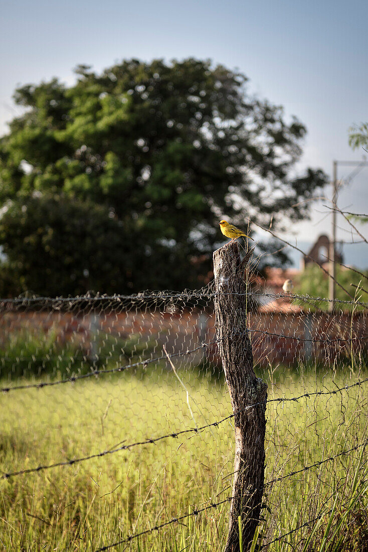 gelber Vogel sitzt auf Pfahl eines Stacheldrahtzauns, Barichara, Departmento Santander, Kolumbien, Südamerika
