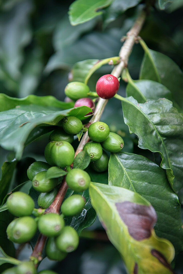 ripe and unripe coffee beans, Hacienda Venecia around Manizales, UNESCO World Heritage Coffee Triangle, Departmento Caldas, Colombia, Southamerica