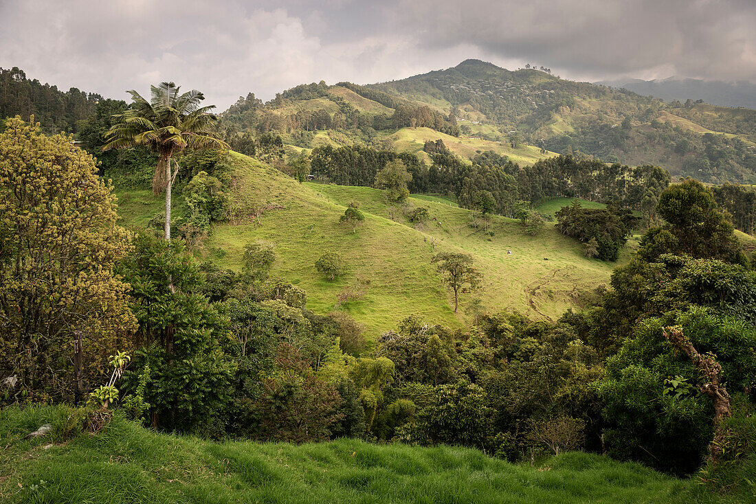 green mountain landscape with palm tree, Salento, UNESCO World Heritage Coffee Triangle, Departmento Quindio, Colombia, Southamerica