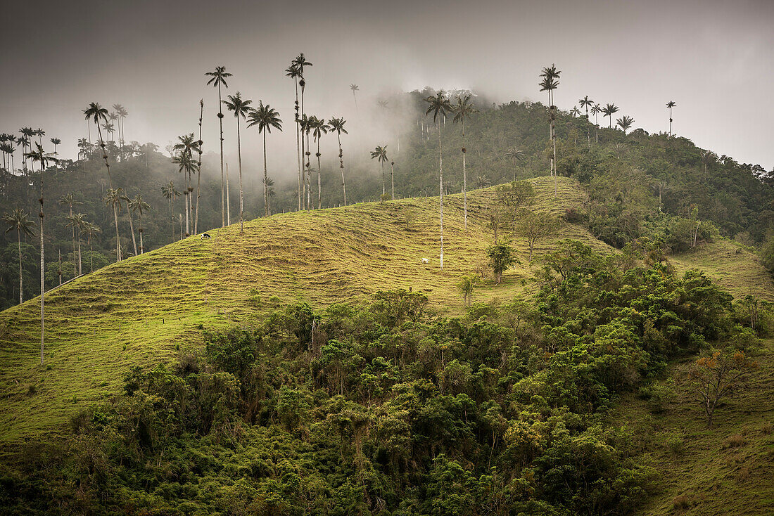 Kühe weiden im Valle del Cocora, endemische Wachspalmen, Salento, UNESCO Welterbe Kaffee Dreieck (Zona Cafatera), Departmento Quindio, Kolumbien, Südamerika
