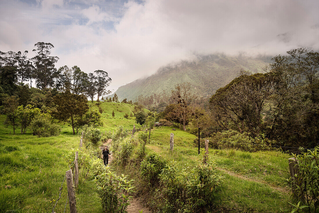 hiking woman at Cocora Valley, Salento, UNESCO World Heritage Coffee Triangle, Departmento Quindio, Colombia, Southamerica