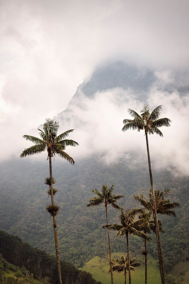 Valle del Cocora, endemische Wachspalmen, Salento, UNESCO Welterbe Kaffee Dreieck (Zona Cafatera), Departmento Quindio, Kolumbien, Südamerika