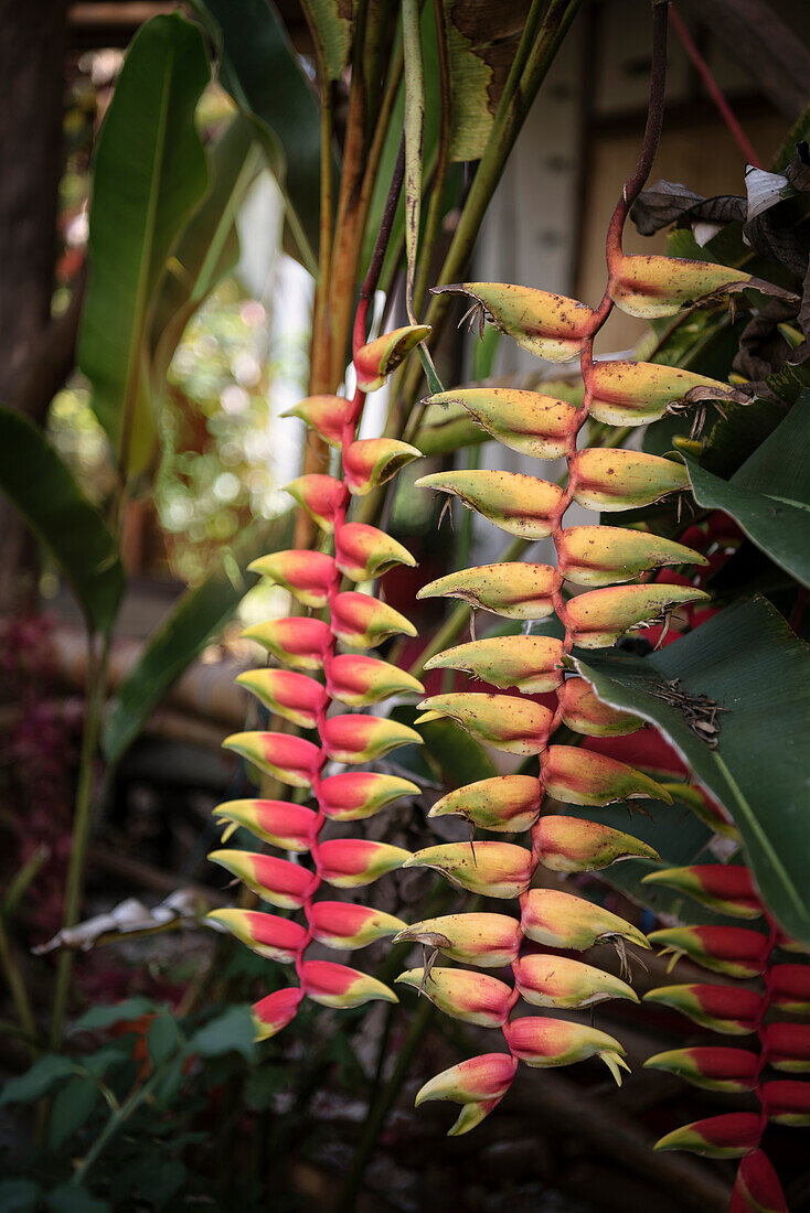 tropische Pflanze im Detail, San Agustin, UNESCO Weltkulturerbe, Departmento Huila, Kolumbien, Südamerika