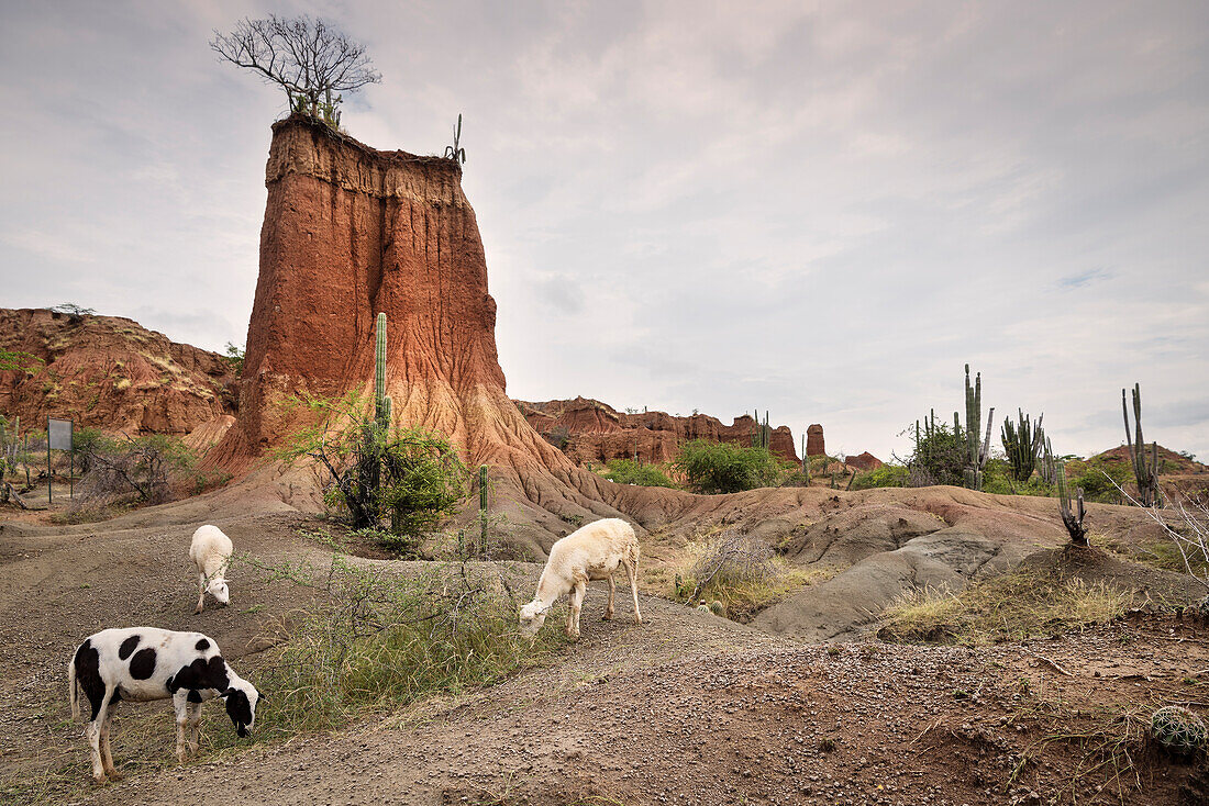 Ziegen in der Tatacoa Wüste (Desierto de la Tatacoa), Gemeinde Villavieja bei Neiva, Departmento Huila, Kolumbien, Südamerika