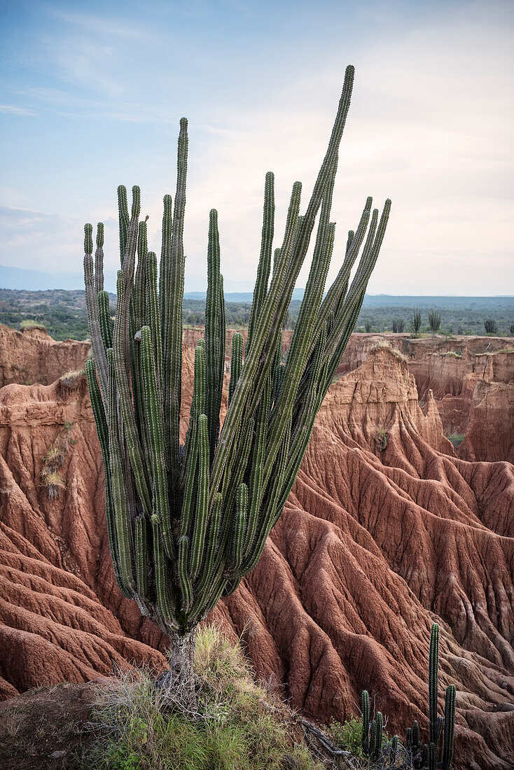 riesiger Kaktus wächst am Rand des Plateaus, surreale Landschaft in Tatacoa Wüste (Desierto de la Tatacoa), Gemeinde Villavieja bei Neiva, Departmento Huila, Kolumbien, Südamerika