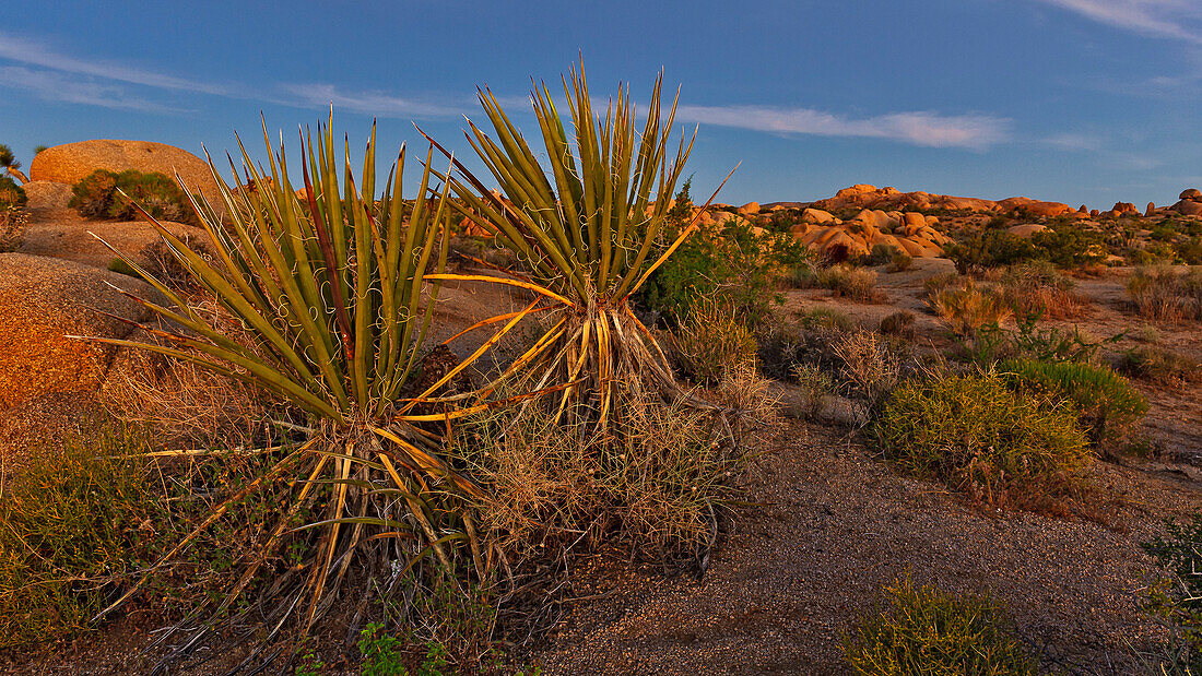 Yucca Pflanze im Joshua-Tree-Nationalpark, Kalifornien, USA