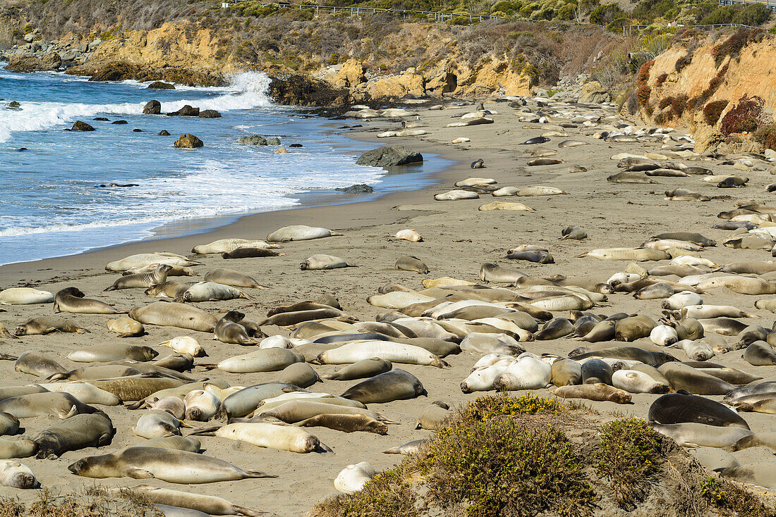 Seelöwen am Strand von San Simeon, San Luis Obispo County, Kalifornien, USA
