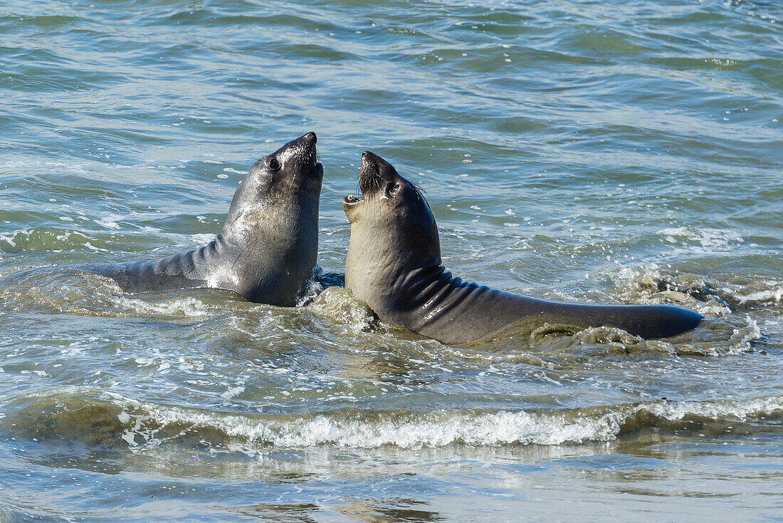 Kämpfende Seelöwen am Strand von San Simeon, San Luis Obispo County, Kalifornien, USA