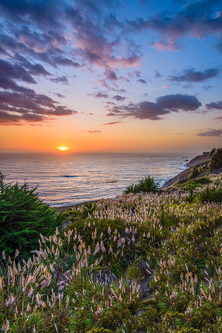 reed at sunset at the Big Sur, California, USA