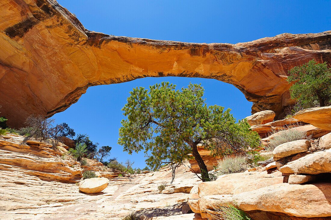 Natural Bridges National Monument, San Juan County, Utah, USA