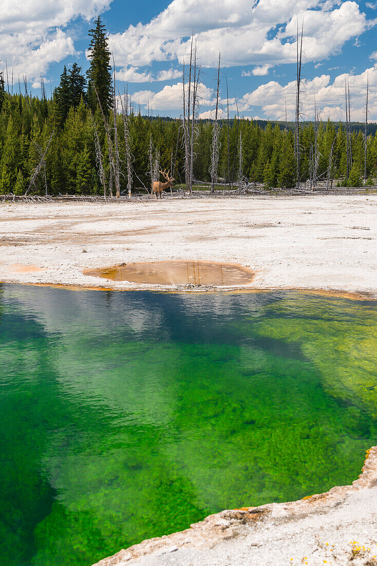 Ein Wapiti Hirsch am Thermalbecken im West Thumb Geyser Basin, Yellowstone Nationalpark, Wyoming, USA