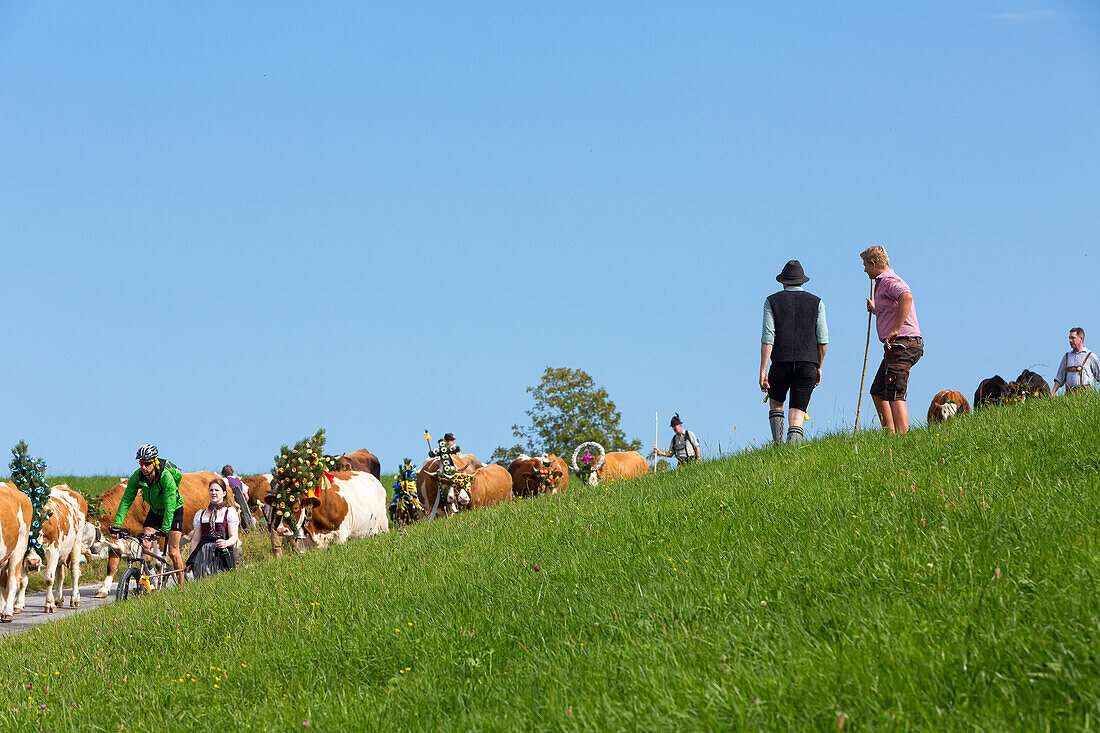 Group of helpers in bavarian costume with richly decorated with large bells; an intervening mountain bikers when cattle Calves