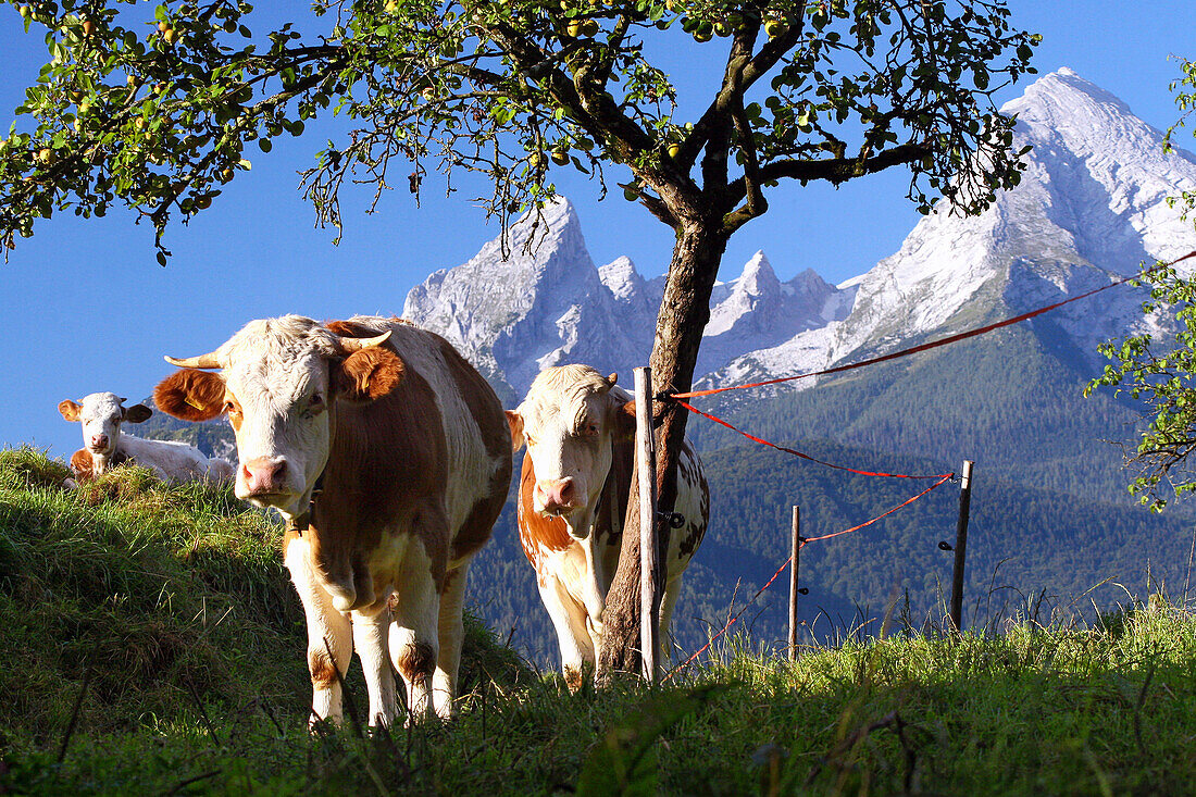 drei Kälber weiden unter einem Birnbaum im Berchtesgadener Land, im Hintergrund das Watzmann-Massiv