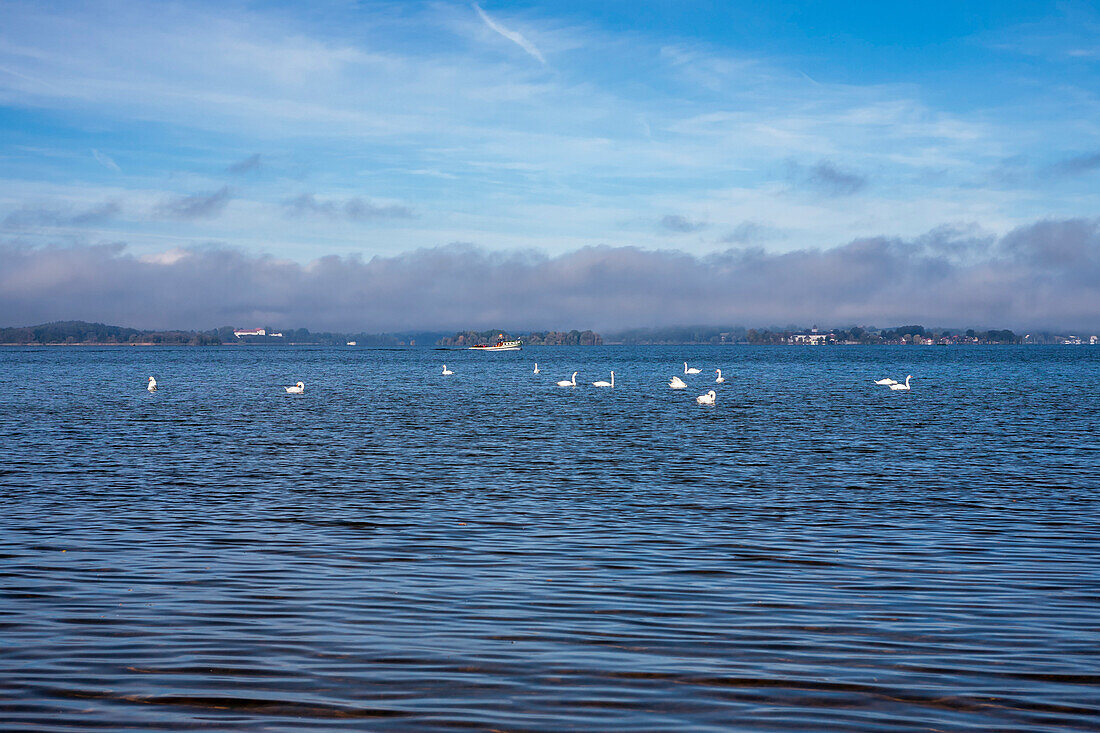 Group a gleaming white swans in the warm morning light on the blue water, a barge in the background and the three Chiemsee Islands
