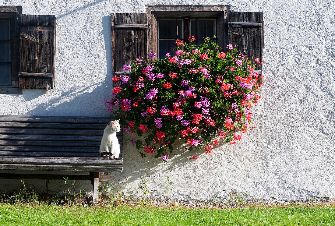 White Cat Sitting in the sunlight on a house bank, behind it a flower-bedecked windows with wooden loading