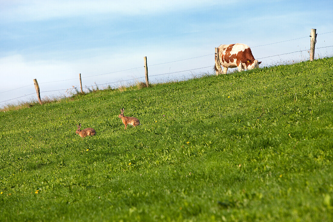 zwei Hasen spielen auf einem Grashang in der Sonne, oberhalb steht ein Kalb auf der eingezäunten Weide