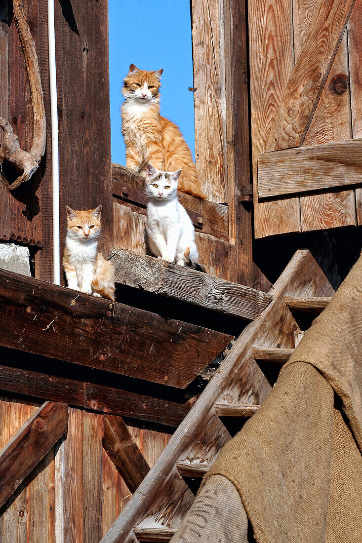 drei rotweiße Katzen sitzen an einer Holztreppe in der Sonne