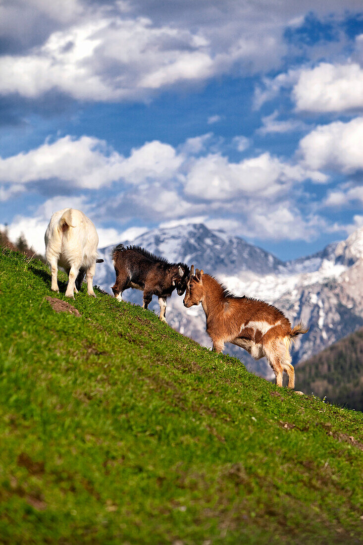 Three goats on a hillside with a backdrop of the Berchtesgadener mountains