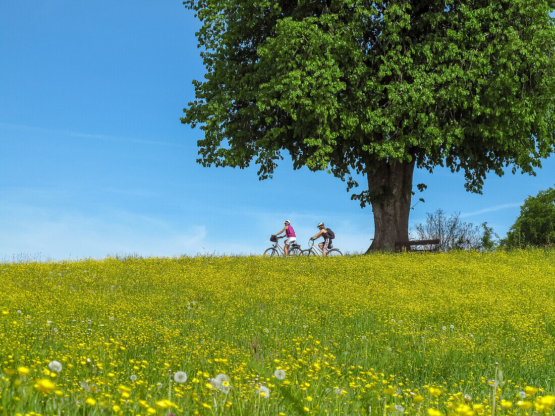 zwei Radlerinnen mit Helm und leichtem Gepäck fahren neben der großen Linde bei Hagenau zwischen blühenden Wiesen; herrliches Frühlingswetter und blauer Himmel