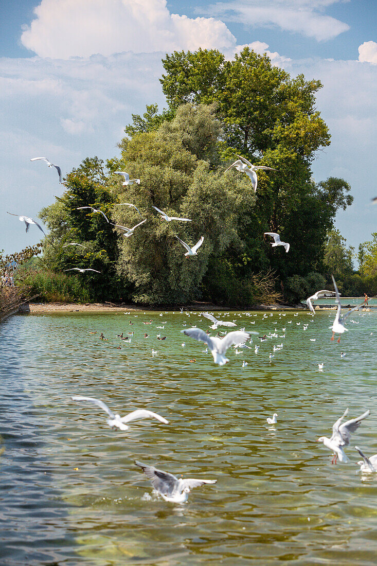 weiße Möven auf Futtersuche am Chiemsee