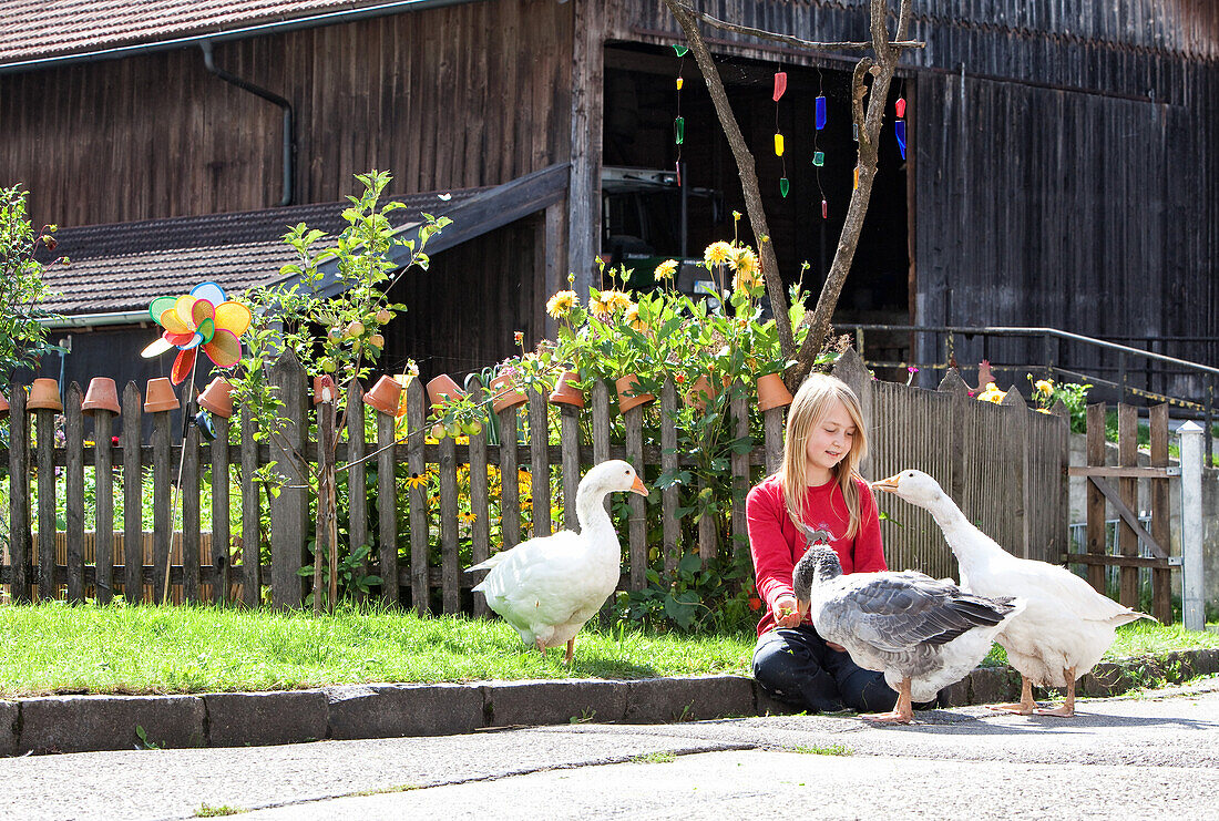 Blond girl sitting in front of a cottage garden and feed your tame geese