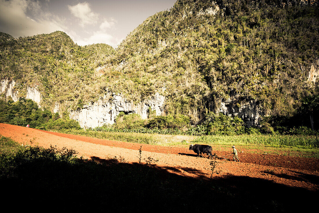 Farmer with Bullock Cart, Vinales, Pinar del Rio, Cuba, Caribbean, Latin America, America