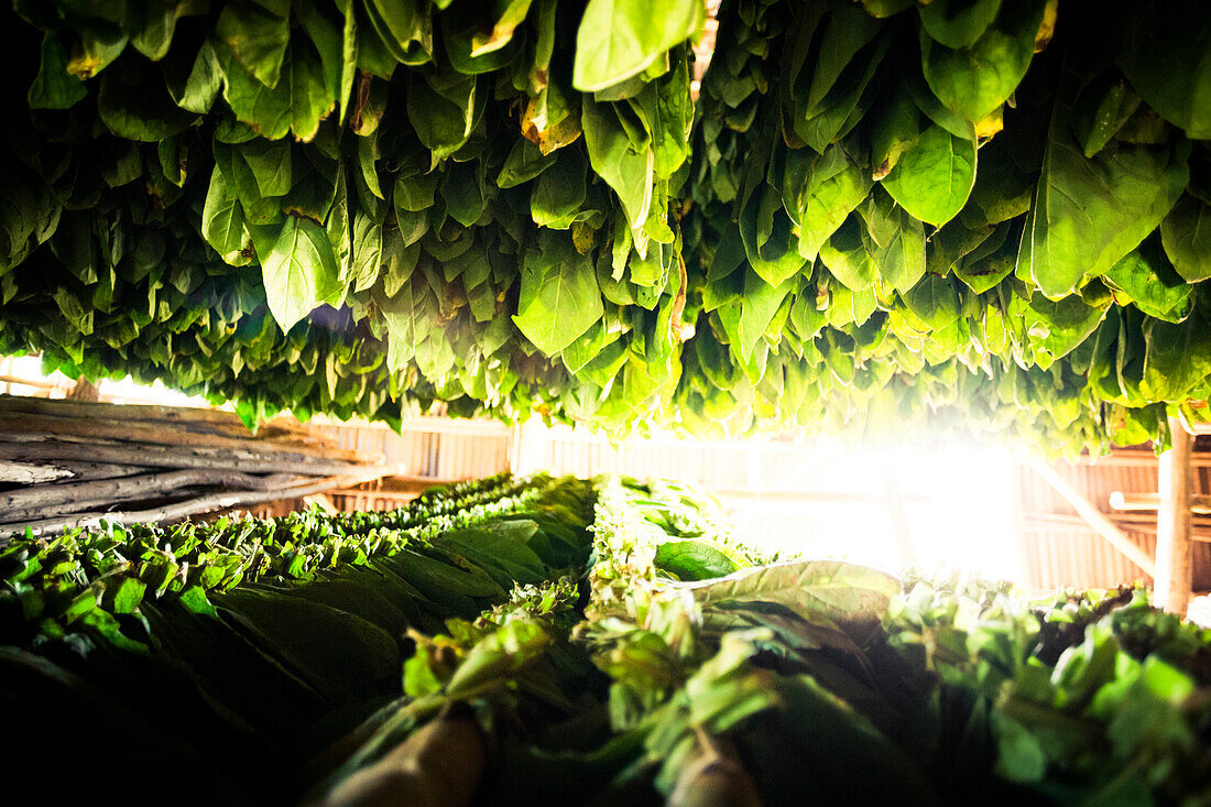 Tobacco Leaves, Vinales, Pinar del Rio, Cuba, Caribbean, Latin America, America
