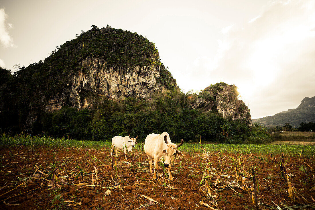 Cattle on field, Valle de Vinales, UNESCO National Park,  Pinar del Rio, Cuba, Caribbean, Latin America, America