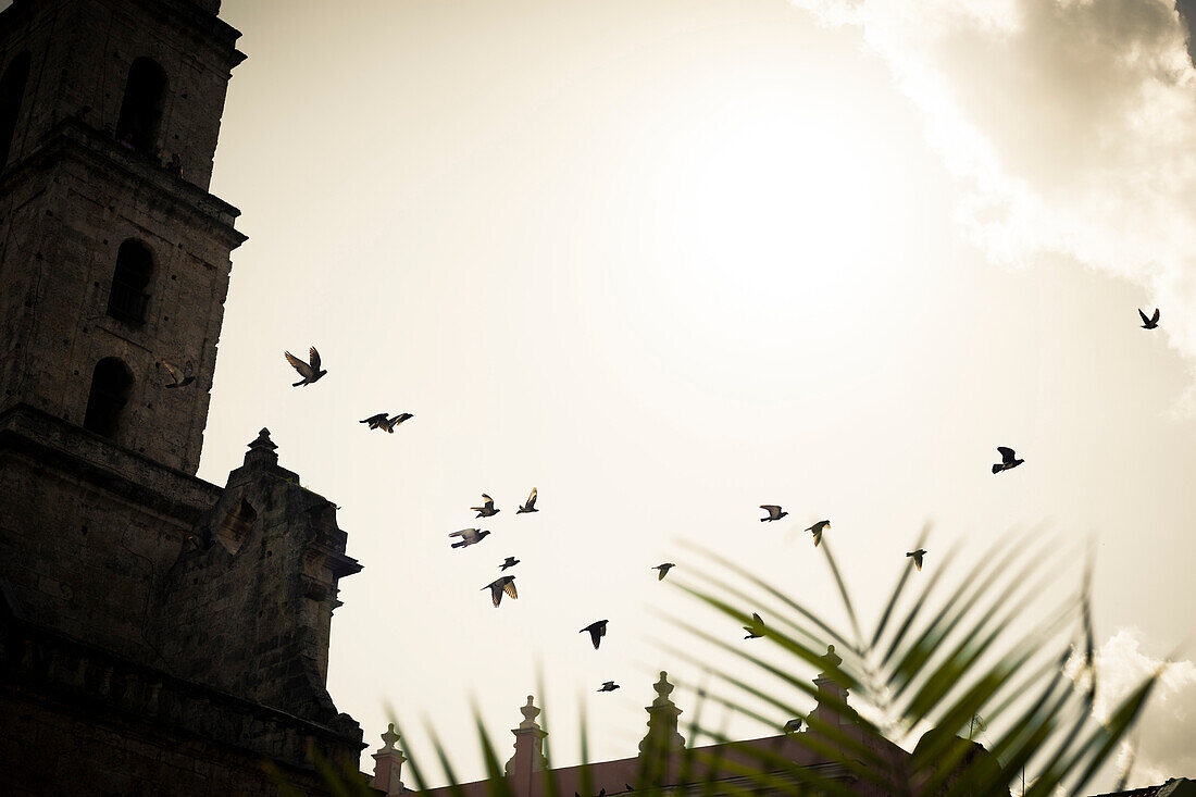 Flying birds, old town, Havana, Cuba, Caribbean, Latin America, America