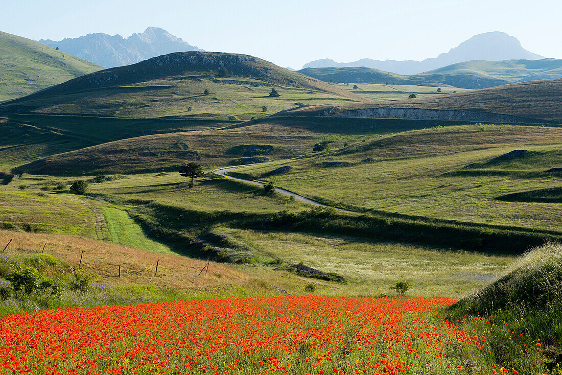 Flowering poppy field on the high plains of the Campo Imperatore
