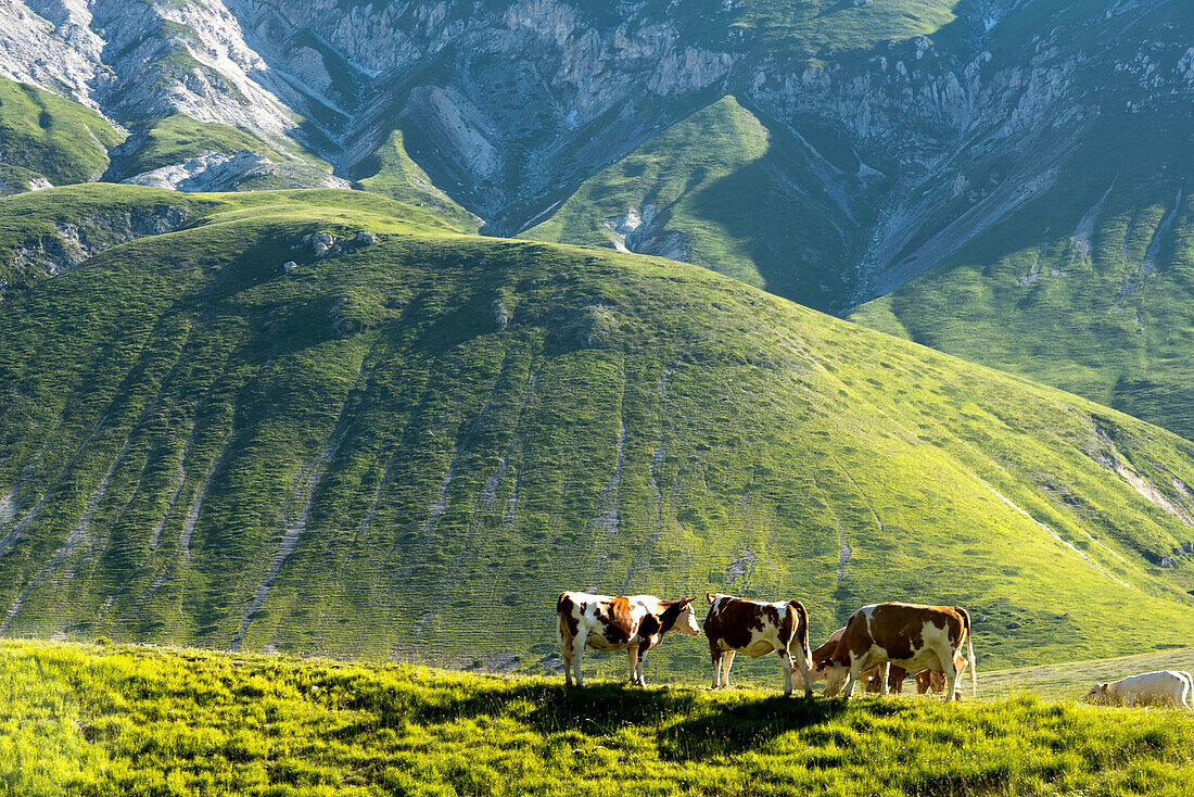 Im Sommer weiden Kühe auf der Hochebene Campo Imperatore, Gran Sasso Nationalpark, Abruzzen, Italien
