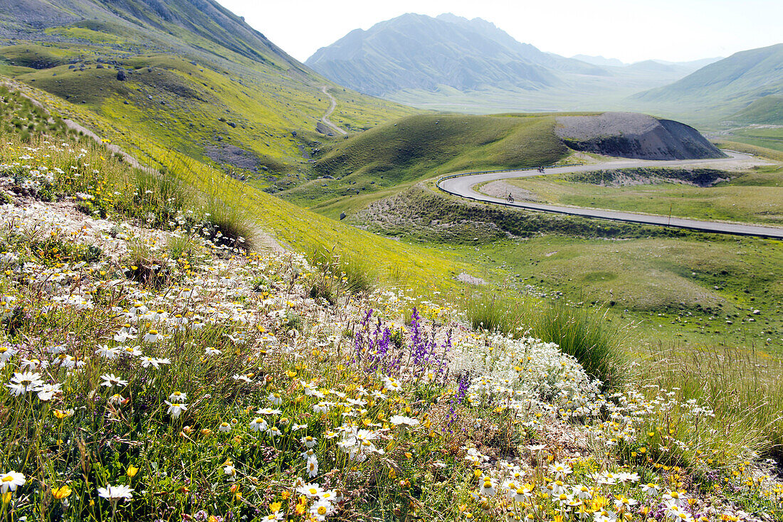 In early summer wildflowers cover the alpine meadows of the Campo Imperatore
