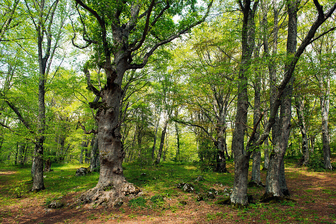 Ein Wald aus uralten Buchen nahe der Einsiedelei Eremo di St. Antonio, Eremo di St. Antonio, Abruzzen, Italien