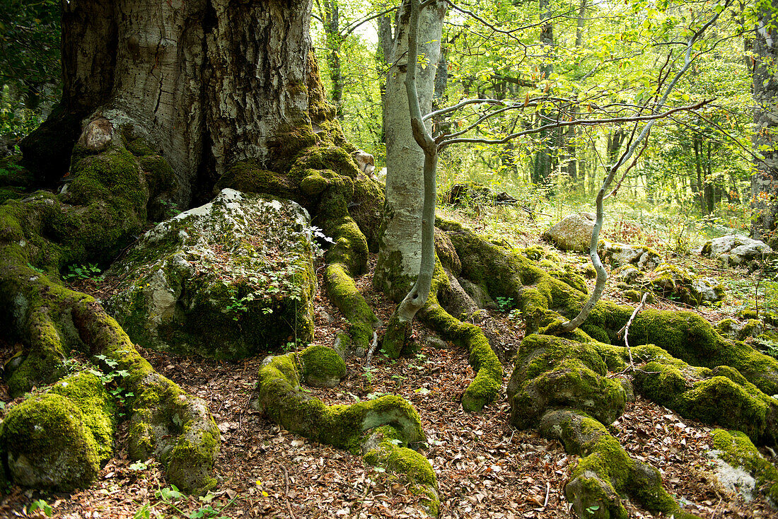 A forests of ancient beech trees near the hermitage of Eremo di St. Antonio