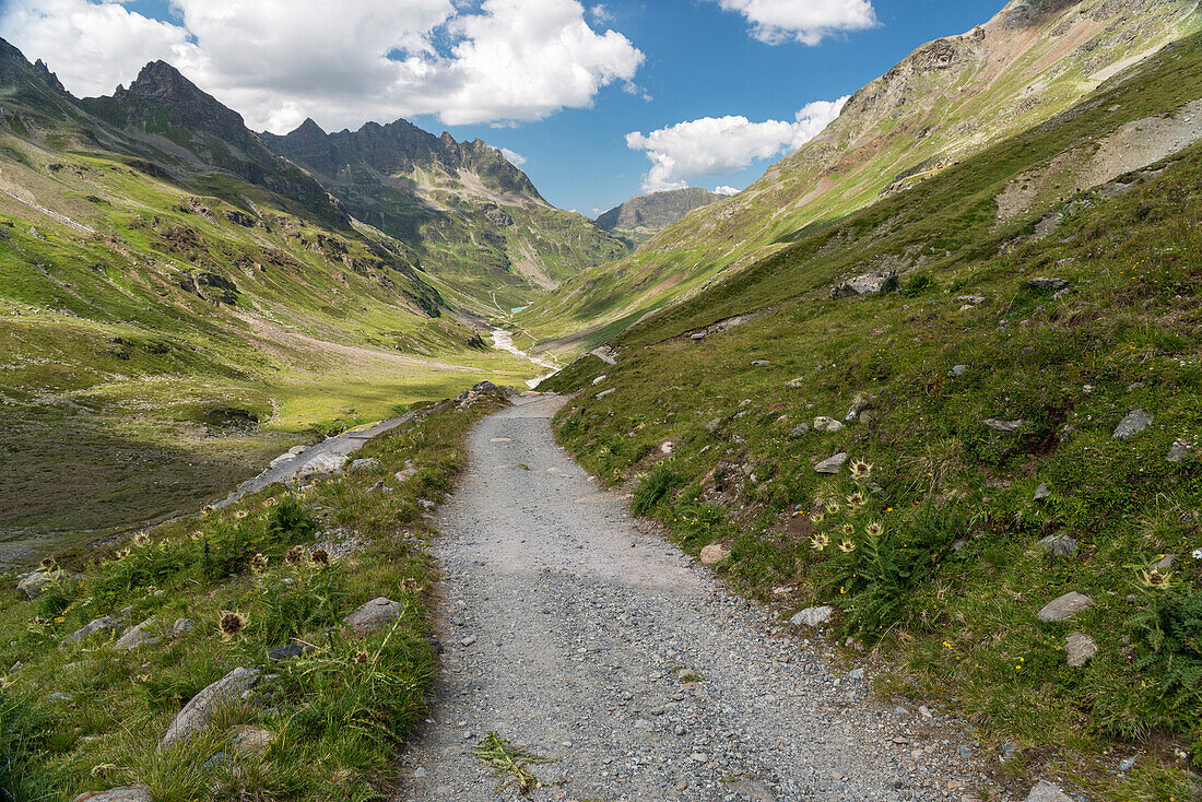 Valley Ochsental, footpath, Lake Silvrettasee, spiniest thistle, Bludenz, Vorarlberg, Austria, Europe