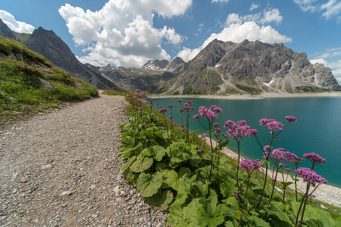 Lake Lünersee, footpath, Adenostyles, Mt. Kanzelköpfe, Mt. Totalpkopf,  Mt. Schesaplana, Mt. Felsenkopf, Mt. Zirmenkopf, Mt. Seekopf, Rätikon, Bludenz, Vorarlberg, Austria, Europe