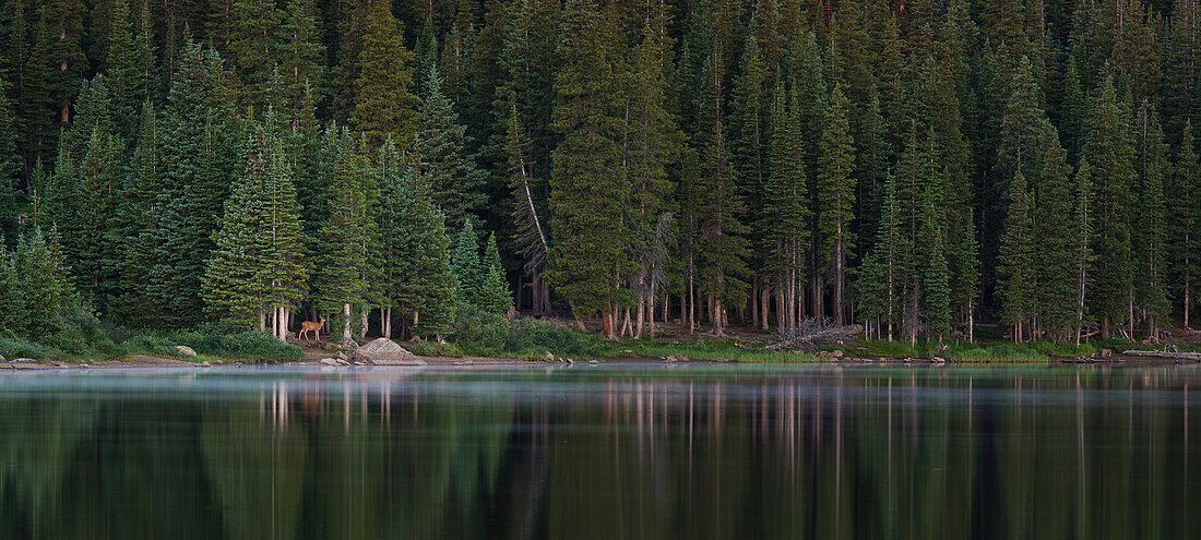 Deer at the shore of Brainard lake, Colorado, USA