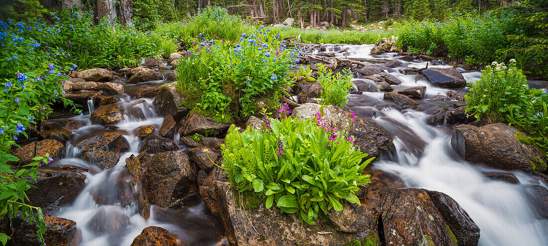 little creek and flowers, South St Vrain Creek, Colorado, USA