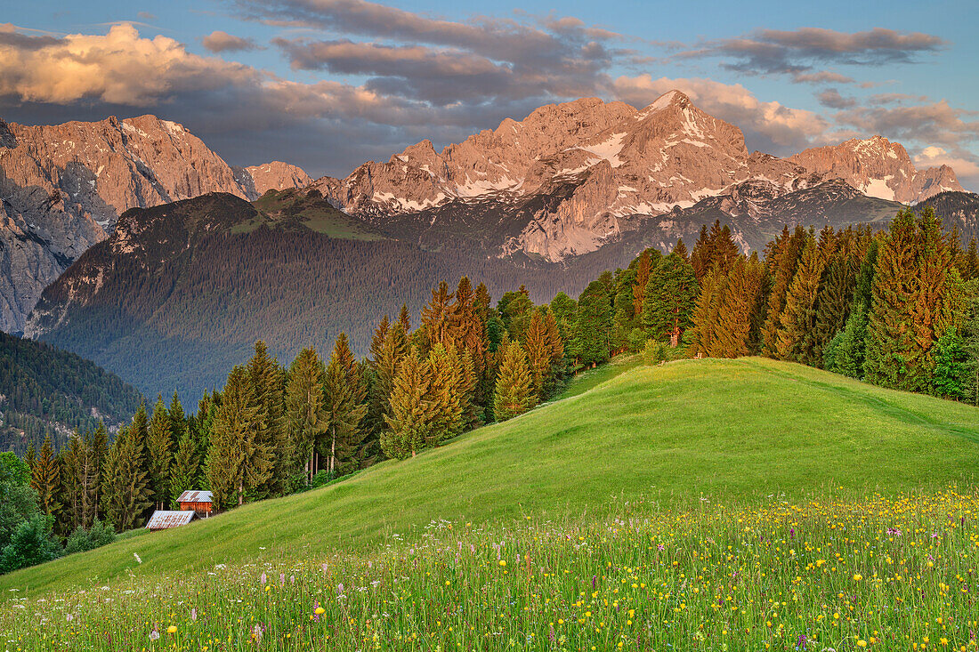 Blumenwiese mit Wettersteingrat, Alpspitze und Zugspitze, Wetterstein, Werdenfelser Land, Oberbayern, Bayern, Deutschland
