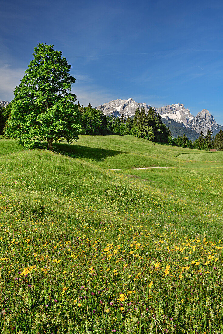 Alpine meadow with Alpspitze, Zugspitze and Waxensteine in background, Wetterstein range, Werdenfels, Upper Bavaria, Bavaria, Germany