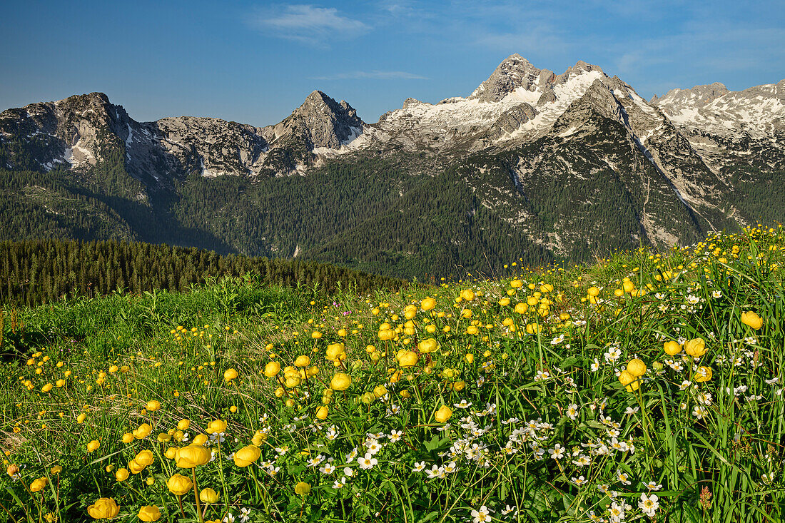 Alpine meadow with globeflowers with Birnhorn in Leogang Mountains in background, Berchtesgaden Alps, Salzburg, Austria