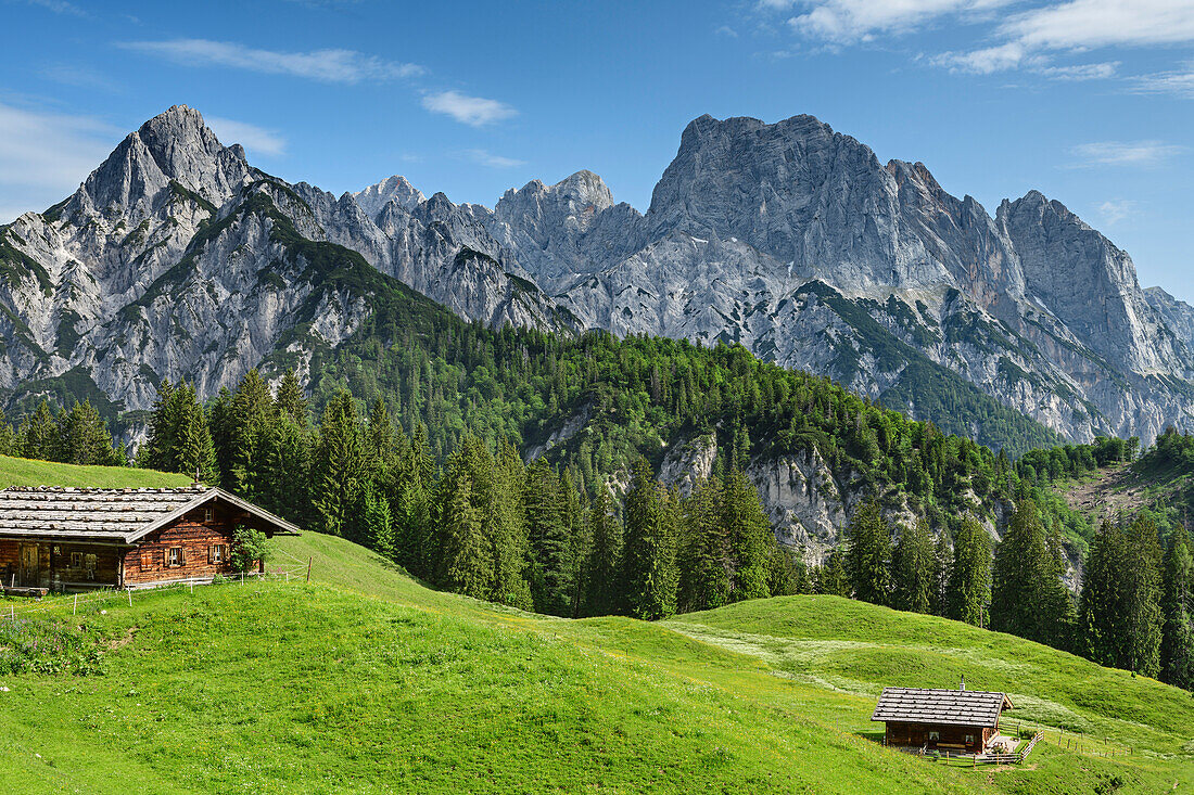 Zwei Almen mit Felsgipfel der Reiteralm im Hintergrund, Berchtesgadener Alpen, Salzburg, Österreich