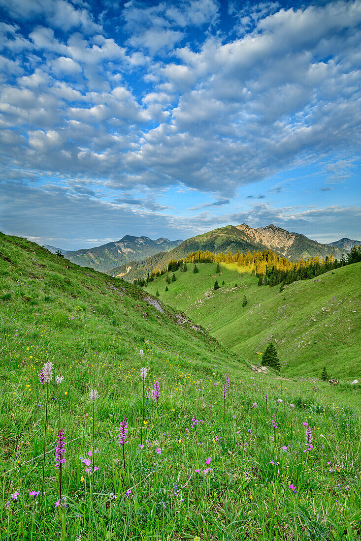 Blumenwiese mit Hinterem Sonnwendjoch im Hintergrund, vom Trainsjoch, Mangfallgebirge, Bayerische Alpen, Oberbayern, Bayern, Deutschland