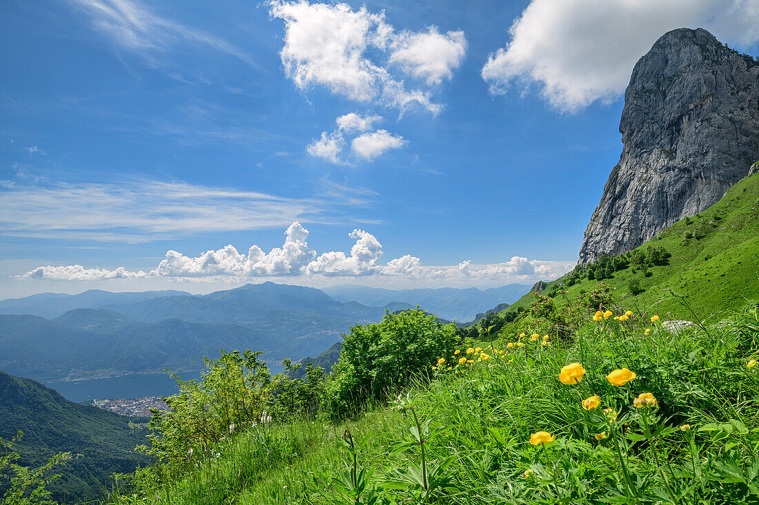 Blumenwiese mit Trollblumen mit Comer See im Hintergrund, Grigne, Bergamasker Alpen, Lombardei, Italien