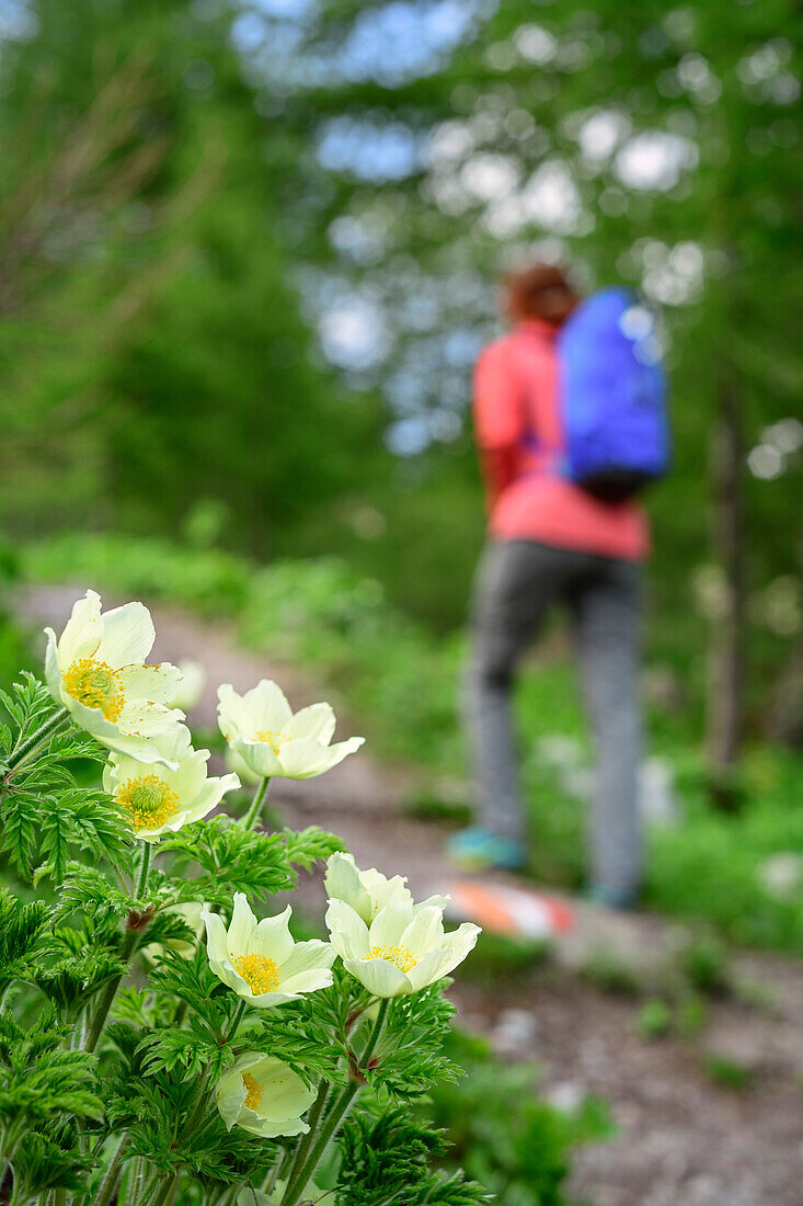 Alpine anemone with woman hiking out of focus in background, Val Maira, Cottian Alps, Piedmont, Italy