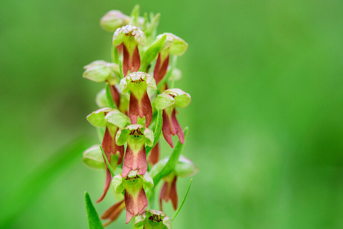 Orchidee Grüne Hohlzunge, Coeloglossum viride, Val Maira, Cottische Alpen, Piemont, Italien