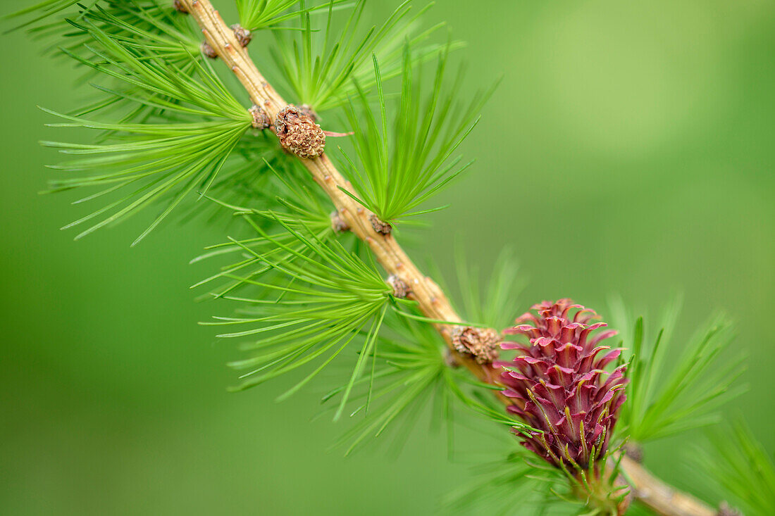 Larch branch with cone, Val Maira, Cottian Alps, Piedmont, Italy