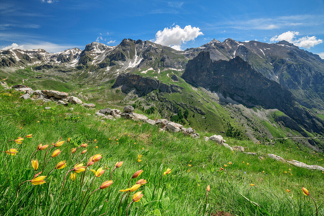 Blumenwiese mit Tulpen und Cottischen Alpen im Hintergrund, Val Maira, Cottische Alpen, Piemont, Italien