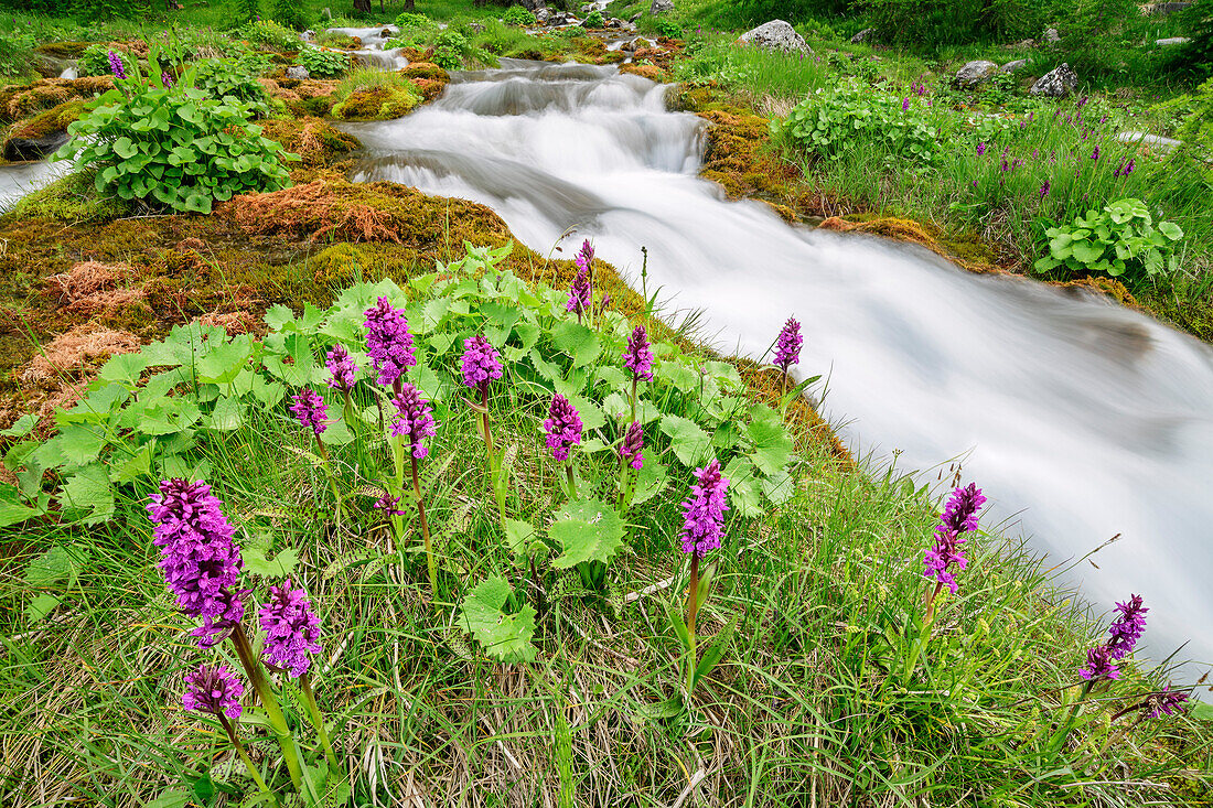 Pink orchid with stream in background, Val Maira, Cottian Alps, Piedmont, Italy