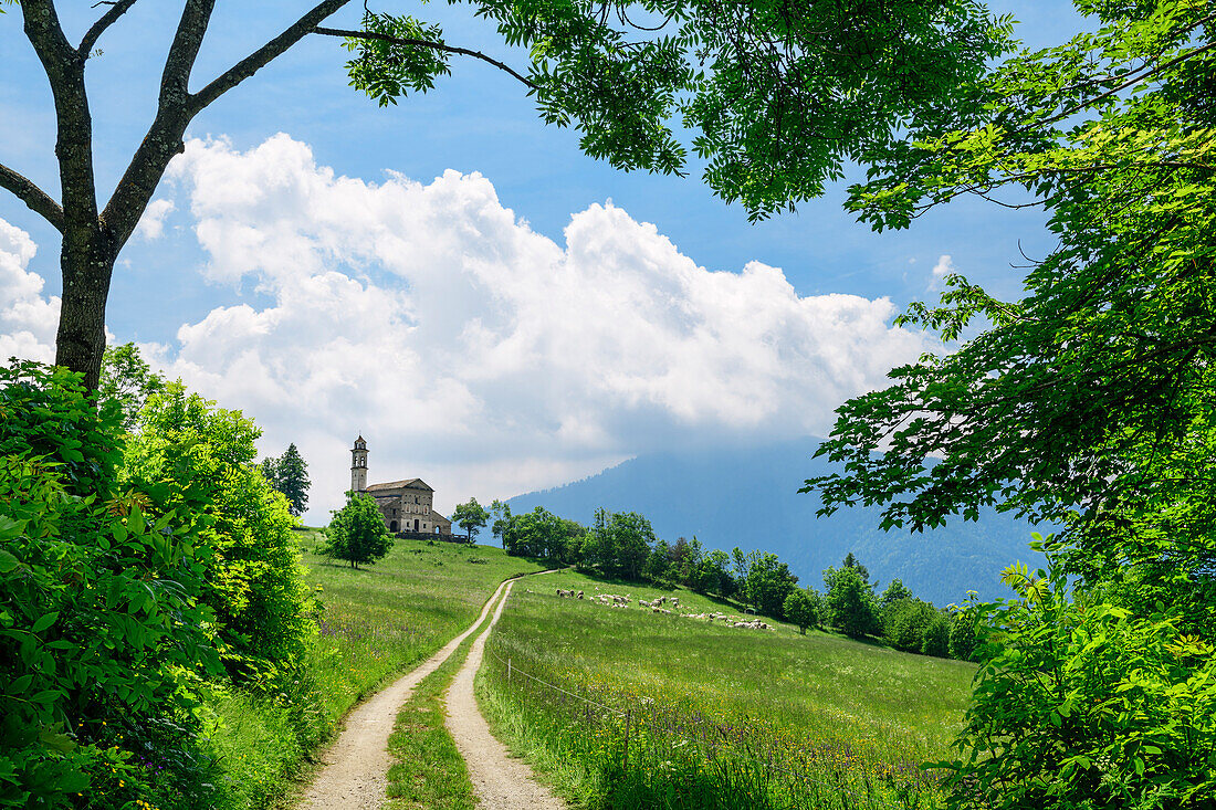 Path leading through meadow towards church, Santa Maria, Morinesio, Val Maira, Cottian Alps, Piedmont, Italy